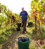 Quoins Vineyard Rosé (6 Bottles) Bradford-on-Avon, Wiltshire, England - Image 3
