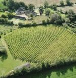 Quoins Vineyard Rosé (6 Bottles) Bradford-on-Avon, Wiltshire, England - Image 4