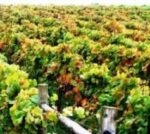 Quoins Vineyard Rosé (6 Bottles) Bradford-on-Avon, Wiltshire, England - Image 8
