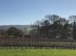 Road Green English Dry White Wine 2022 (6 Bottles) Dursley, Gloucestershire, England - Image 8