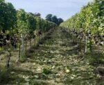 Rowtown Pink Fizz 2018 (6 Bottles) Rowtown, Shropshire, England - Image 3