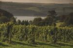 Sandridge Barton Blanc de Noirs 2020 (6 Bottles) Stoke Gabriel, Devon, England - Image 8