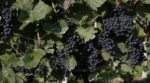 Stopham Estate Barrel Fermented Pinot Blanc 2022 (6 Bottles) Pulborough, West Sussex, England - Image 6