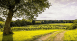 Bluebell Ashdown Estate White Blend 2020 (6 Bottles) Furners Green, East Sussex, England - Image 6