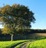 Bluebell Ashdown Estate White Blend 2020 (6 Bottles) Furners Green, East Sussex, England - Image 4