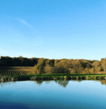 Bluebell Ashdown Estate White Blend 2020 (6 Bottles) Furners Green, East Sussex, England - Image 3