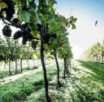 Bluebell Ashdown Estate White Blend 2020 (6 Bottles) Furners Green, East Sussex, England - Image 2