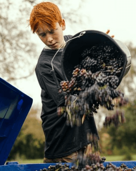 Birchden The Foxy Vixen Pinot Rosé (6 Bottles) Groombridge, East Sussex, England - Image 7