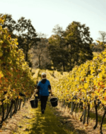 Birchden The Foxy Vixen Pinot Rosé (6 Bottles) Groombridge, East Sussex, England - Image 6