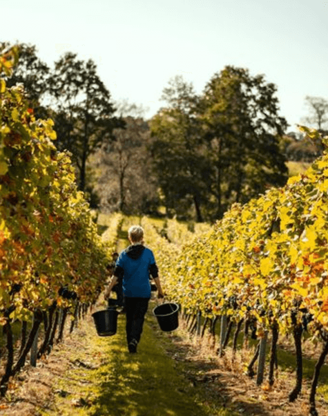 Birchden The Foxy Vixen Pinot Rosé (6 Bottles) Groombridge, East Sussex, England - Image 6