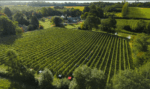Birchden The Foxy Vixen Pinot Rosé (6 Bottles) Groombridge, East Sussex, England - Image 5