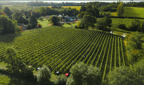 Birchden The Foxy Vixen Pinot Rosé (6 Bottles) Groombridge, East Sussex, England - Image 5