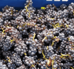 Oastbrook Estate Reserve Pinot Noir 2022 (6 Bottles) Robertsbridge, Kent, England - Image 5