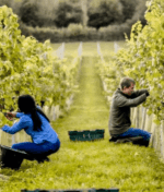 Oastbrook Estate Reserve Pinot Noir 2022 (6 Bottles) Robertsbridge, Kent, England - Image 4