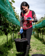 Oastbrook Estate Reserve Pinot Noir 2022 (6 Bottles) Robertsbridge, Kent, England - Image 3