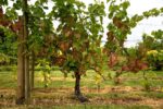 Stanlake Park Wine Estate Pinot Noir Rosé 2022 (6 Bottles) Twyford, Berkshire, England - Image 2