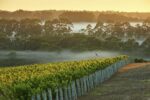 Cape Mentelle Sixteen Hectares Shiraz (6 Bottles) Margaret River, Western Australia - Image 3