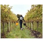 Westwell Multi Vintage Pinot Meunier (6 Bottles) Westwell, Kent, England - Image 5