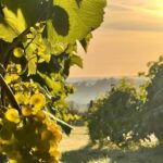 Amber Valley Amber Wine Blend (6 Bottles) Wessington, Derbyshire, England - Image 4