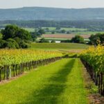 Ashling Park Estate Sparkling Red (6 Bottles) Chichester, West Sussex, England - Image 7