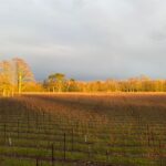 Ashling Park Estate Sparkling Red (6 Bottles) Chichester, West Sussex, England - Image 3