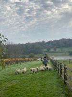 Bewl Water Final Release Blanc De Noirs 2020 (6 Bottles) Cousley Wood, East Sussex, England - Image 2