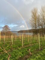 Bewl Water Final Release Blanc De Noirs 2020 (6 Bottles) Cousley Wood, East Sussex, England - Image 3