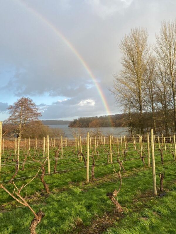 Bewl Water Wines Bacchus (6 Bottles) Cousley Wood, East Sussex, England - Image 3