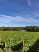 Bewl Water Final Release Blanc De Noirs 2020 (6 Bottles) Cousley Wood, East Sussex, England - Image 4