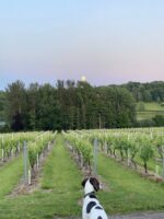 Bewl Water Final Release Blanc De Noirs 2020 (6 Bottles) Cousley Wood, East Sussex, England - Image 5