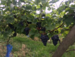 Blue Moon Vineyard Red Wine (6 Bottles) Llandrindod Wells, Radnorshire, Wales - Image 3