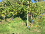Blue Moon Vineyard Red Wine (6 Bottles) Llandrindod Wells, Radnorshire, Wales - Image 4