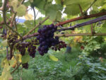 Blue Moon Vineyard Red Wine (6 Bottles) Llandrindod Wells, Radnorshire, Wales - Image 5