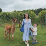 Bluestone Vineyard Premier Cuvée 2019 (6 Bottles) Cholderton, Wiltshire, England - Image 7