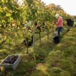 Bluestone Vineyard Premier Cuvée 2019 (6 Bottles) Cholderton, Wiltshire, England - Image 4