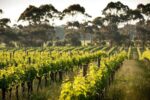Cape Mentelle Sixteen Hectares Shiraz (6 Bottles) Margaret River, Western Australia - Image 4