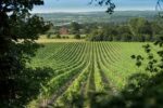 Chapel Down Discovery Series Pinot Blanc 2021 (6 Bottles) Tenterden, Kent, England - Image 4
