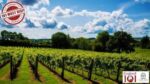 Chapel Down Discovery Series Pinot Blanc 2021 (6 Bottles) Tenterden, Kent, England - Image 7