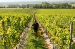 Chapel Down Discovery Series Pinot Blanc 2021 (6 Bottles) Tenterden, Kent, England - Image 8