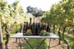Chapel Down Discovery Series Pinot Blanc 2021 (6 Bottles) Tenterden, Kent, England - Image 9