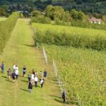 Chartham Rosé de Noir Sparkling 2021 (6 Bottles) Canterbury, Kent, England - Image 4