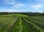 Chilcomb Valley Classic Cuveé Brut NV (6 Bottles) Winchester, Hampshire, England - Image 2