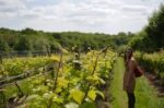 Chiltern Valley English Sparkling Wine (6 Bottles) Henley-On-Thames, Oxfordshire, England - Image 5