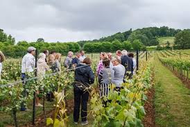 Chilworth Manor Classic Cuvée Alwyn 2018 (6 Bottles) Guildford, Surrey, England - Image 5