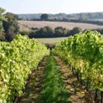 Coates and Seely Brut Reserve NV (6 Bottles) Whitchurch, Hampshire, England - Image 5