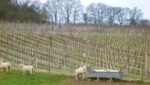 Coates and Seely Brut Reserve NV (6 Bottles) Whitchurch, Hampshire, England - Image 6