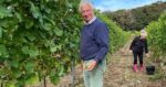 Cobble Hill Pinot Noir Rosé 2021 (6 bottles) Docking, Norfolk, England - Image 7
