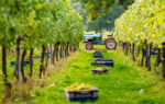 Coolhurst Papaiannou Chardonnay (6 Bottles) Horsham, West Sussex, England via Greece - Image 8