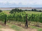 Crouch Ridge Chardonnay 2022 (6 Bottles) Althorne, Essex, England - Image 6
