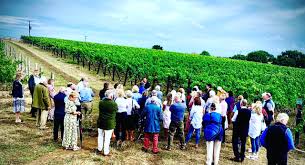 Crouch Ridge Sparkling Pinot Rosé Reserve (6 Bottles) Althorne, Essex, England - Image 8